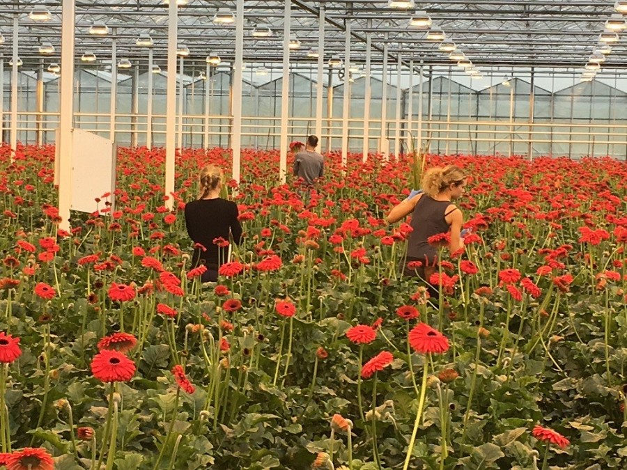 Ieškome Moterų Dirbti Gėlių Šiltnamiuose Olandijoje