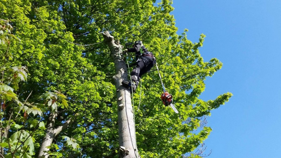 Medziu pjovimas, medziu genejimas,gyvatvoriu karpimas, ir visi kiti sodo darbai
